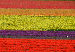 Bollenstreek Olanda Tulipani