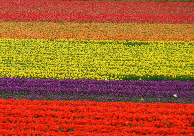 Bollenstreek Olanda Tulipani