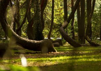 Foreste-suggestive-in-Europa