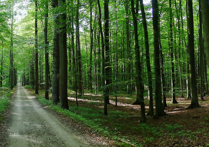 Foret-de-Soignes-Belgio