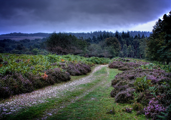 New-Forest-Inghilterra