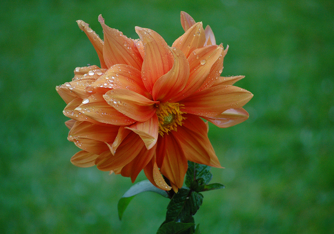 Calendula antizanzare