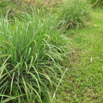 Citronella antizanzare