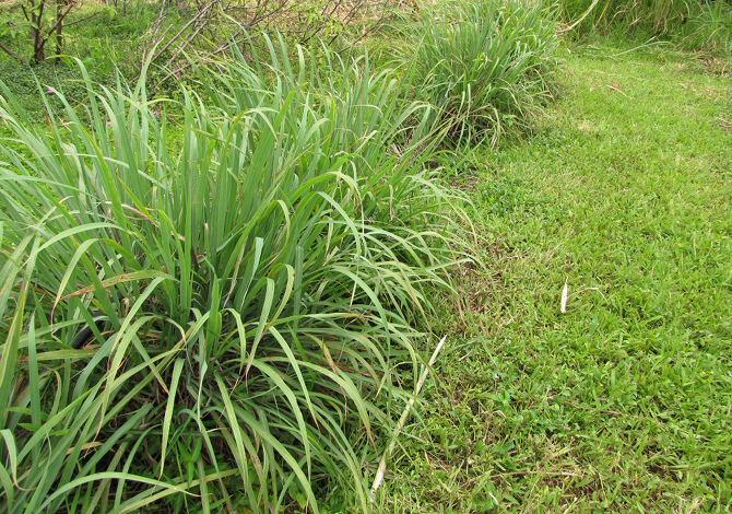 Citronella antizanzare