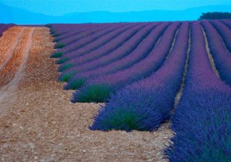 Lavanda antizanzare 6 piante ornamentali antizanzare