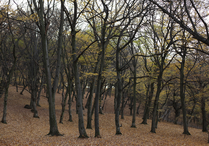 Padurea-Hoia-Romania