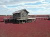 panjin-cina-uno-spettacolo-da-ammirare-in-autunno-quando-una-particolare-specie-di-alga-si-colora-di-un-rosso-vivo-trasformando-questa-spiaggia-situata-sul-delta-del-fiume-liaohe-in-uno-sterminato-campo-scarlatto-credits-wikipedia