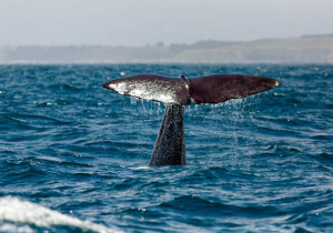 Whale Watching, dove andare a vedere le balene in Italia