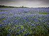 pstrongbluebonnet-usa-occorre-percorrere-la-regione-del-texas-hill-country-per-ammirare-le-stupende-distese-di-bluebonnet-simboli-stessi-dello-stato-del-texas-in-primavera-si-finisce-attorniati-da-uno-scenario-incredibile-i-campi-cambiano-tonalit-le-strade-hanno-bordi-blu-e-le-mucche-texane-pascolano-immerse-in-distese-di-fiori-credits-flickrcc-jeff-p