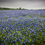 Bluebonnet, Texas USA