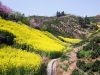 colza-cina-intorno-al-lago-di-qinghai-nella-zona-centro-occidentale-della-cina-si-estendono-distese-infinite-di-campi-di-colza-che-colorano-di-una-tonalit-giallo-oro-tutto-il-territorio-credits-flickrcc-leniners