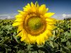 girasoli-argentina-a-sud-est-della-provincia-di-buenos-aires-nella-deliziosa-cittadina-di-balcarce-ci-sono-piantagioni-di-girasoli-a-perdita-docchio-un-tappeto-di-giallo-davvero-spettacolare-credits-flickrcc-eduardo-n-fortes