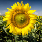 Girasoli, Argentina