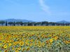 girasoli-italia-senza-andare-troppo-lontano-per-godere-di-un-weekend-allinsegna-del-colore-giallo-basta-fare-rotta-verso-la-toscana-e-la-campagna-senese-con-la-sua-sinfonia-di-girasoli-credits-flickrcc-giovanni