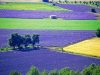 lavanda-francia-la-fioritura-della-lavanda-uno-spettacolo-assolutamente-da-vedere-in-provenza-a-partire-dalla-fine-di-giugno-fino-ad-agosto-avanzato-quando-si-assiste-allesplosione-di-colore-dei-campi-fioriti-credits-flickrcc-vincent-brassinne