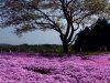 muschio-rosa-giappone-nello-hitsujiyama-park-di-chichibu-a-circa-unora-e-mezza-da-tokyo-una-gigantesca-distesa-di-nove-variet-di-shiba-zakura-dalle-pi-diverse-tonalit-di-rosa-copre-una-superficie-di-16500-metri-quadrati-creando-incredibili-contrasti-di-colori-con-gli-alberi-credits-flickrcc-seet