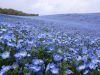 nemophila-giappone-durante-la-primavera-in-uno-scenario-che-lascia-a-bocca-aperta-nellhitachi-seaside-park-a-hitachinaka-avviene-la-spettacolare-fioritura-della-nemophila-una-vista-davvero-indescrivibile-credits-flickrcc-takashim