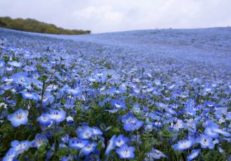 Bellissimi campi di fiori