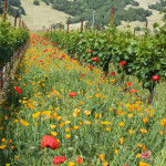 Papaveri, California