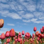 Tulipani, Olanda