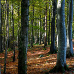 Irlanda del Nord: Tollymore Forest Park – Foreste del Nord