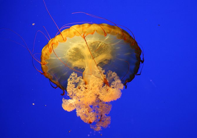 Come comportarsi in caso di puntura di medusa