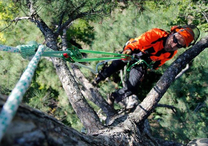 Campionato Europeo Arrampicata Alberi