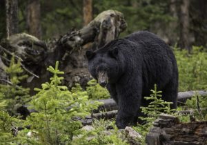 cosa fare se incontri un orso