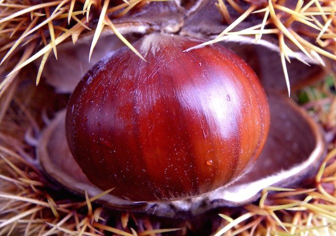 conservare le castagne