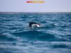 daniloswim-copia