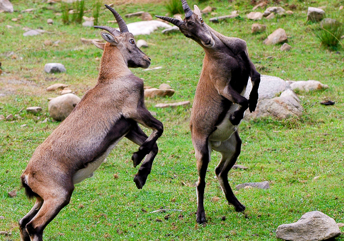 Come fare belle foto agli animali di montagna