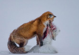 Wildlife Photographer of the Year 2015: le foto vincitrici