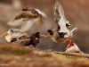 ondrej-pelnekyoungwildlifephotographeroftheyear