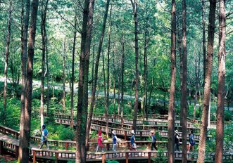 In Corea del Sud ci si cura con le foreste