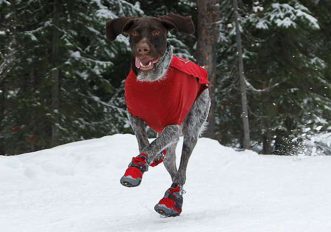 5 prodotti per portare il tuo cane sulla neve