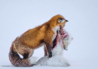 Le più belle foto del Wildlife Photographer of the Year in mostra al Forte di Bard