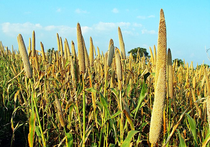 6 cereali alternativi al grano