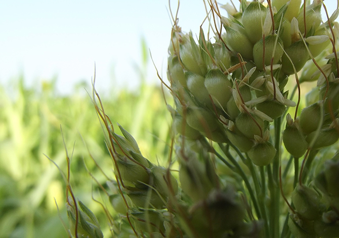 6 cereali alternativi al grano - sorgo e miglio