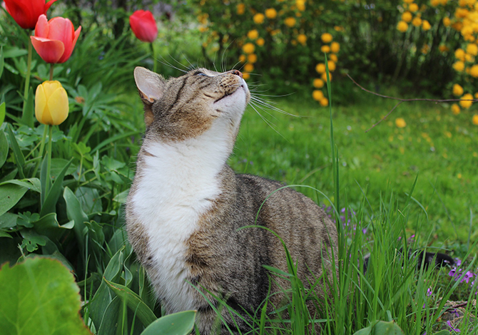 i-consigli-per-andare-a-correre-con-il-tuo-gatto_02