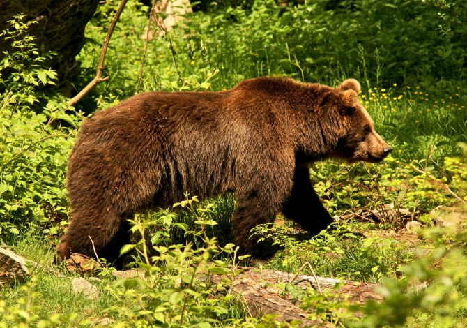 Orso bruno, Ursus arctos fotografato in un'area protetta e controllata, Baviera, Germania