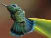 premio-audubon-le-pi-belle-foto-di-uccelli-driscoll