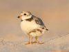 premio-audubon-le-pi-belle-foto-di-uccelli-sneary