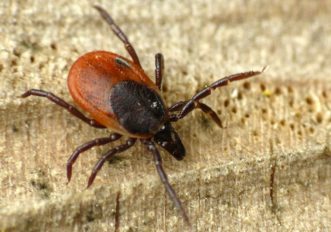 Cosa e la malattia di Lyme e perche si sta diffondendo anche in Europa