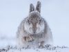 21-rosamund-macfarlanesnow-hare