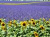 i-campi-di-lavanda-della-provenza-francia