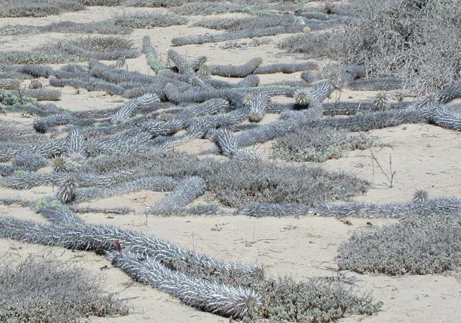 cactus strisciante - Messico