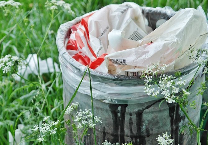 Il bruco che digerisce la plastica ci salverà dall'inquinamento?