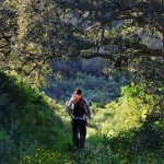 Rota Vicentina, i boschi della tappa 10. Foto Rota Vicentina