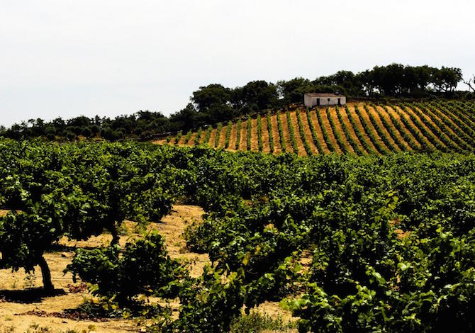 Strada dei Vini Alentejo. Foto vinhodsoalentejo