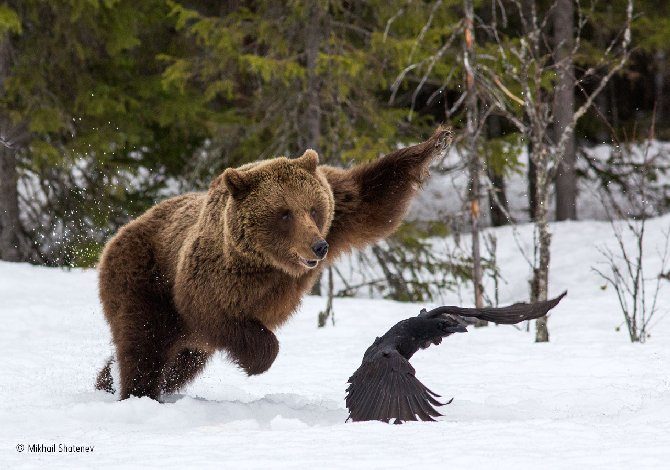 13_© Mikhail Shatenev (Russia)_Attenti a una mamma orsa b
